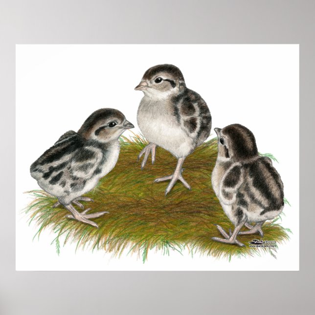 Chukar Partridge Chicks Poster (Front)