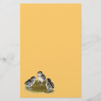 Chukar Partridge Chicks Stationery