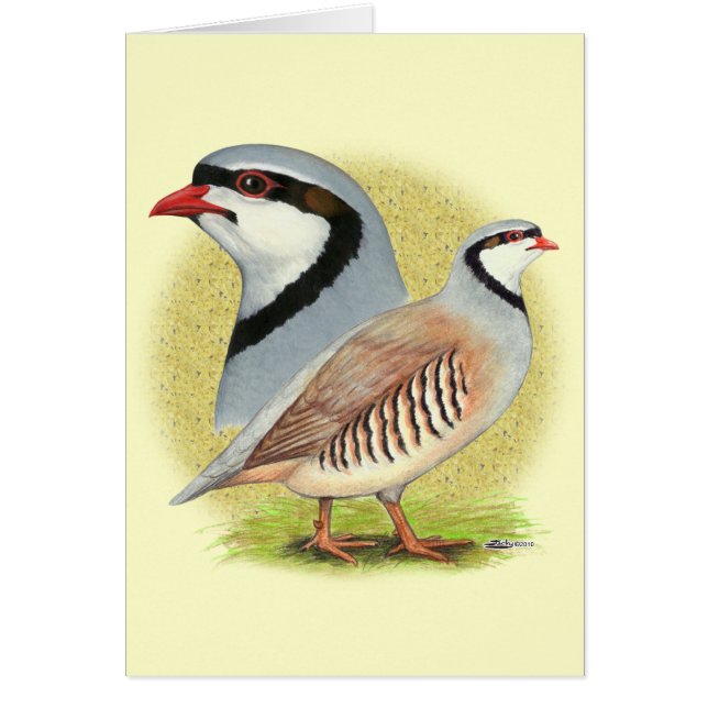 Chukar Partridge Combo (Front)