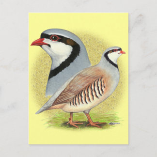 Chukar Partridge Combo Postcard
