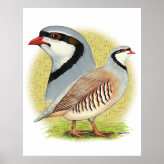 Chukar Partridge Combo Poster