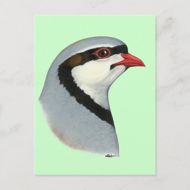 Chukar:  Partridge Head Postcard (Front)
