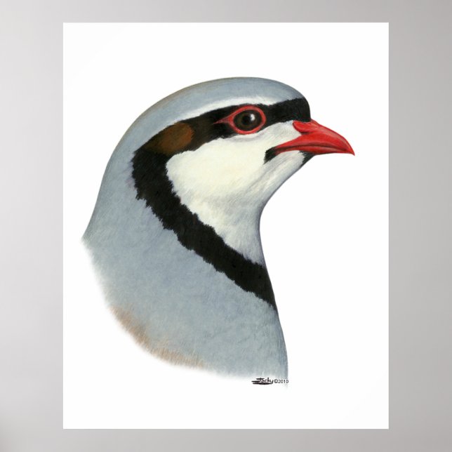 Chukar:  Partridge Head Poster (Front)