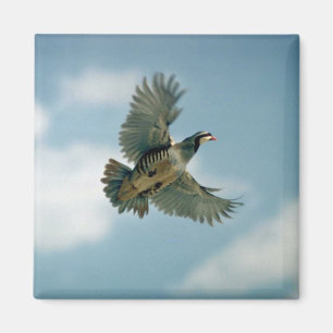 Chukar partridge in flight magnet