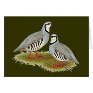 Chukar Partridge Pair