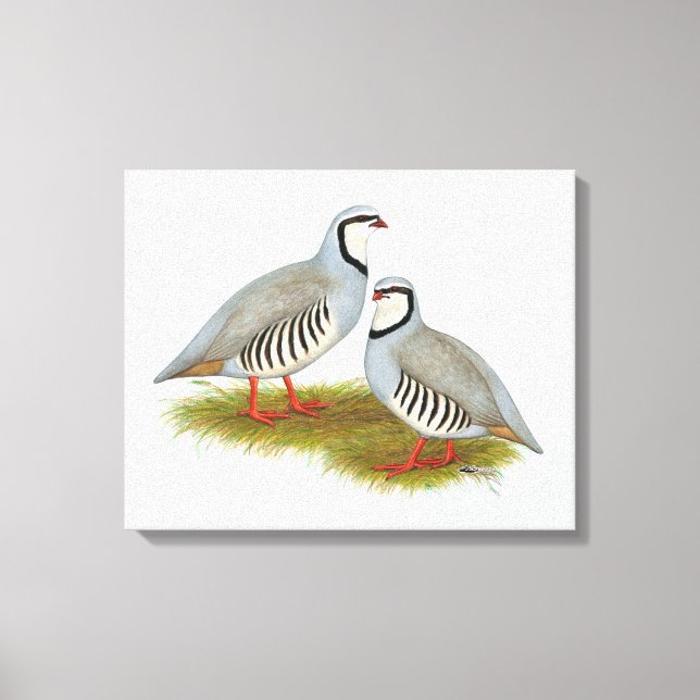 Chukar Partridge Pair Canvas Print (Front)