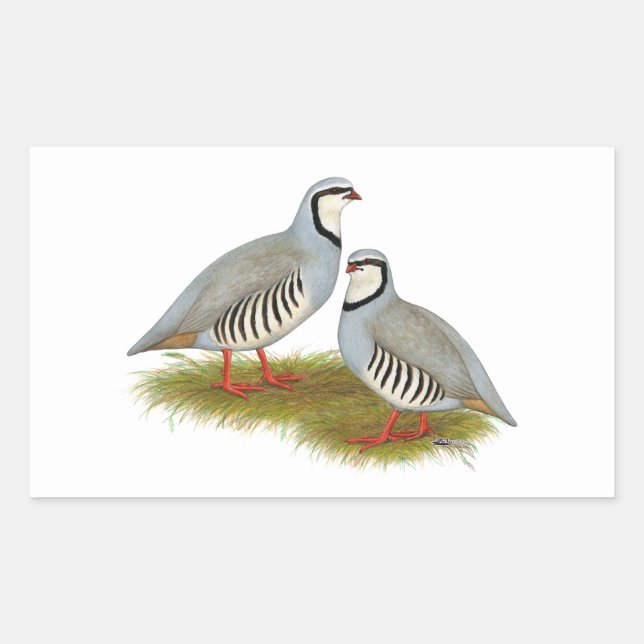 Chukar Partridge Pair Rectangular Sticker (Front)