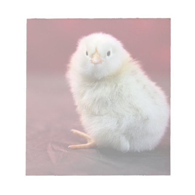 Chunky Chicky Notepad (Front)