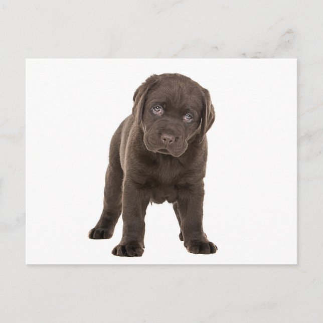 Chunky Chocolate Labrador Puppy Postcard (Front)