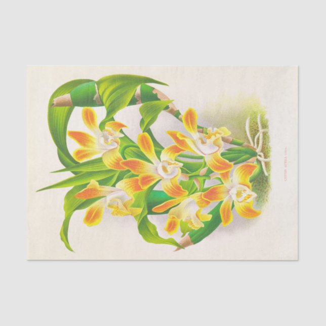 Chysis Aurea (Orchid) by Jean Jules Linden Tissue Paper (Front)
