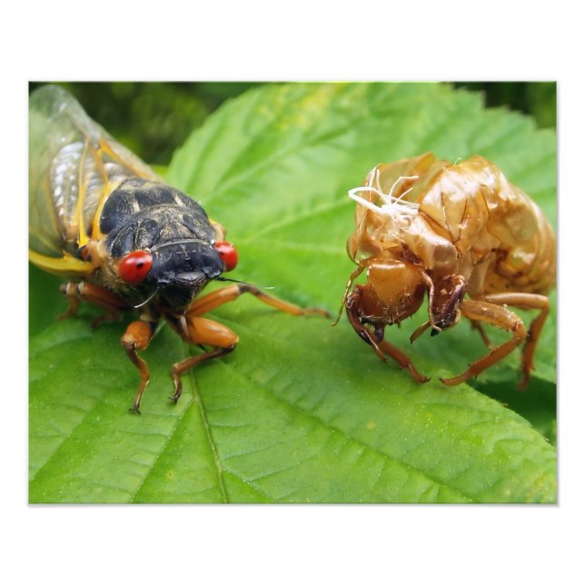 cicada and shell photo print (Front)
