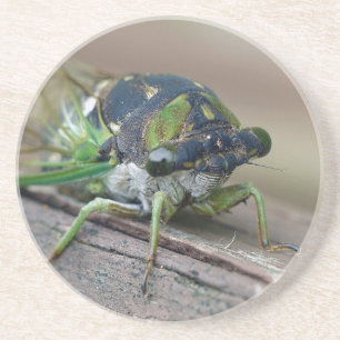 Cicada Coaster