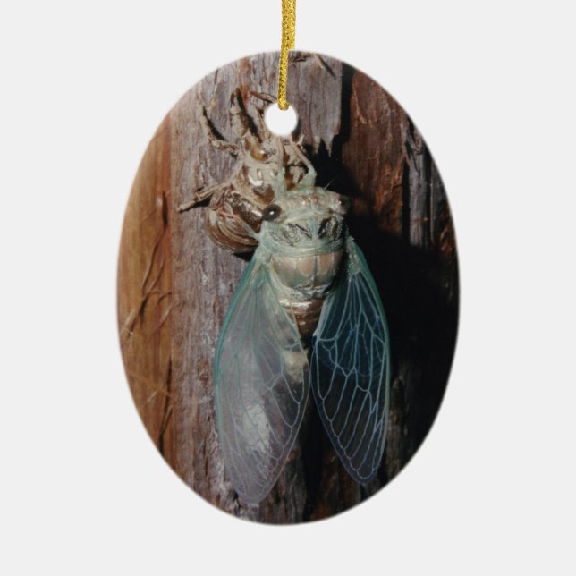 Cicada dries his wings ceramic tree decoration (Front)