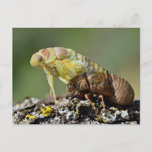 Cicada emerging from its exuvia postcard (Front)