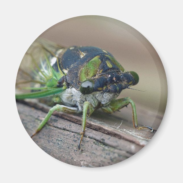 Cicada Magnet (Front)