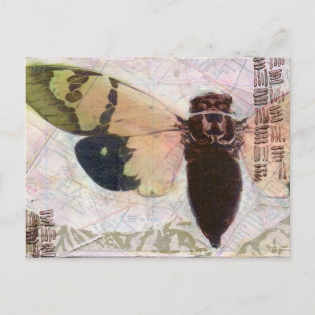Cicada Post Card (Front)