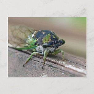 Cicada Postcard