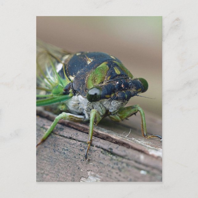 Cicada Postcard (Front)