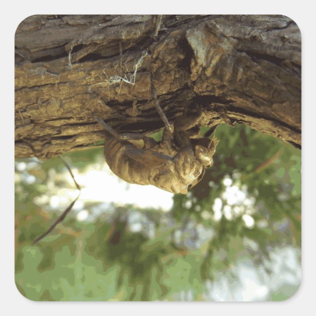 Cicada shell. It was in a hurry. Square Sticker (Front)