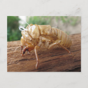 Cicada Shell Postcard