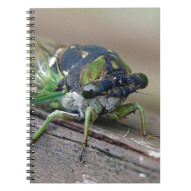Cicada Spiral Notebook (Front)