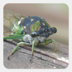 Cicada Square Sticker