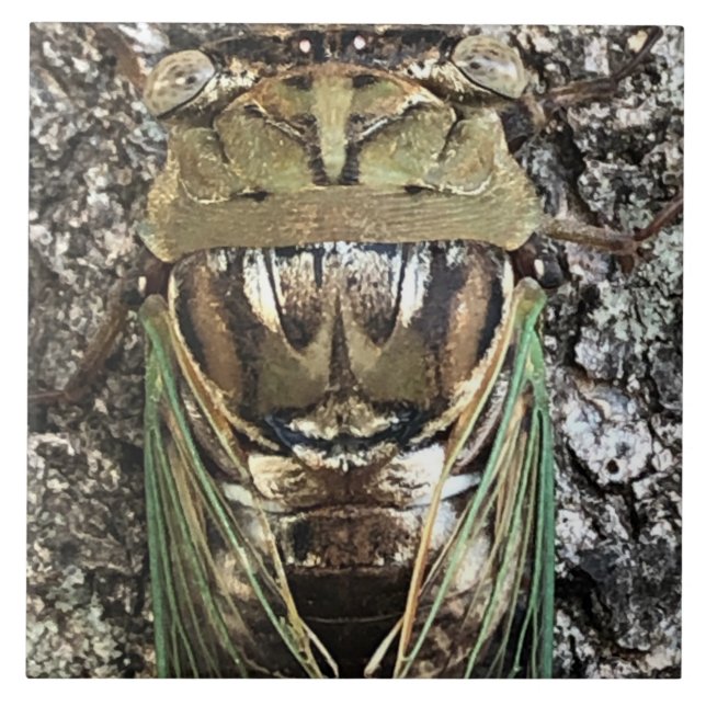 Cicada Tile (Front)