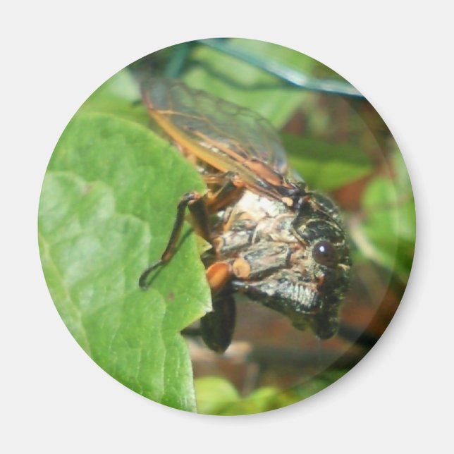 cicadas magnet (Front)