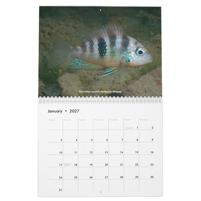 Cichlids of Mexico Calendar (Jan 2027)