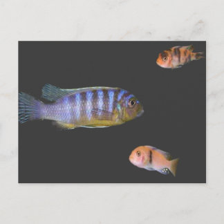 Cichlid's Trio Postcard