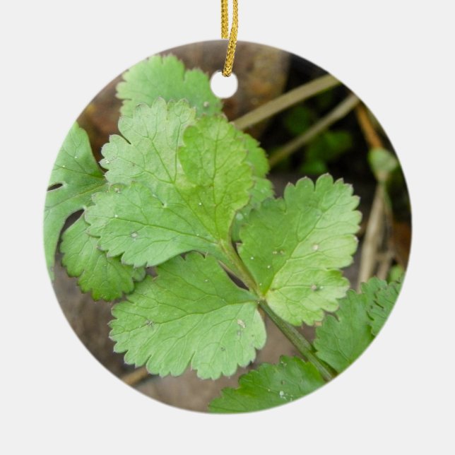Cilantro Ceramic Tree Decoration (Front)
