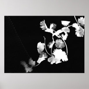 Cilantro Photogram Poster