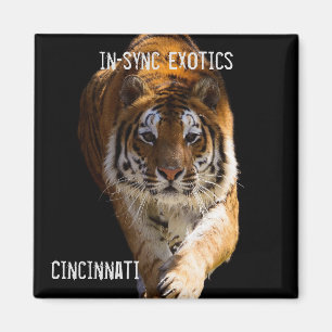 Cincinnati Tiger - Magnet