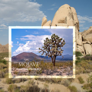 Cinder Cones, Joshua Tree, Mojave N Preserve, CA Postcard