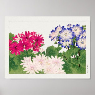 Cineraria by Tanigami Konan Poster