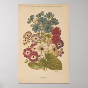 Cineraria George Nicholson Poster
