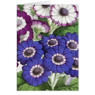 "Cineraria" Vintage Flower Illustration