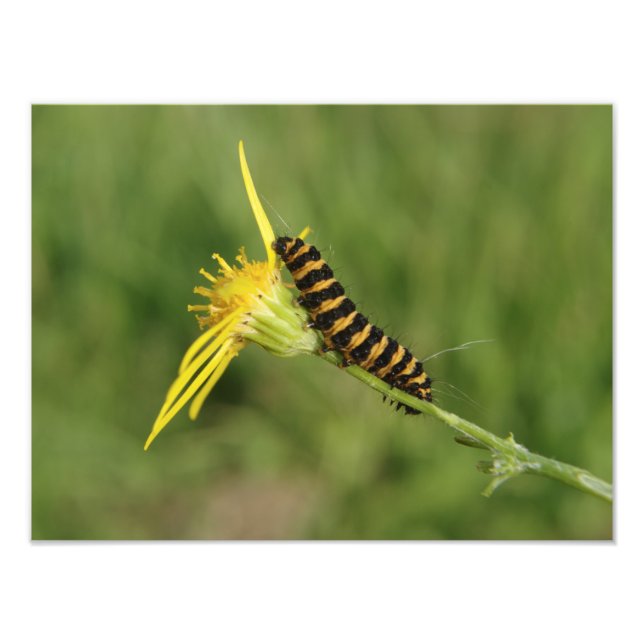 Cinnabar Moth Caterpillar On Ragwort Photo Print (Front)