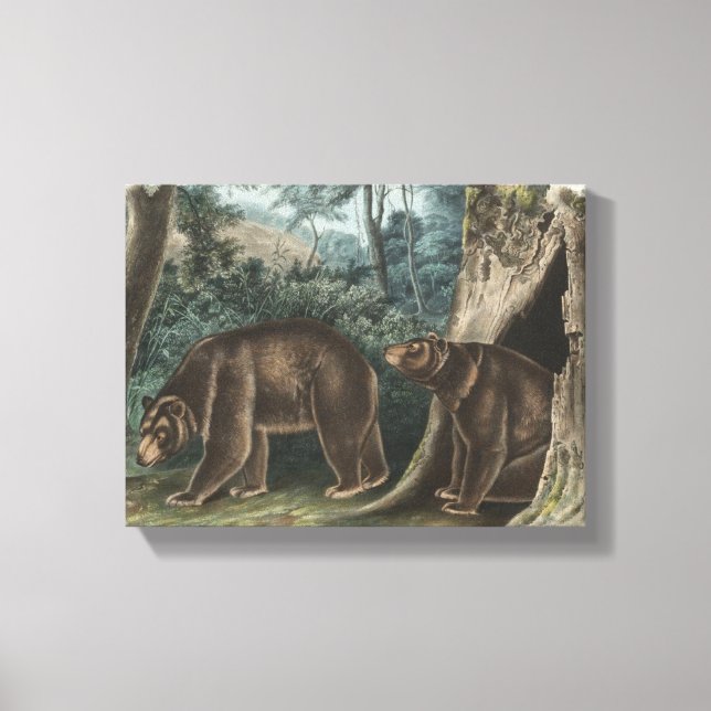 Cinnamon Bear Audubon Canvas Print (Front)