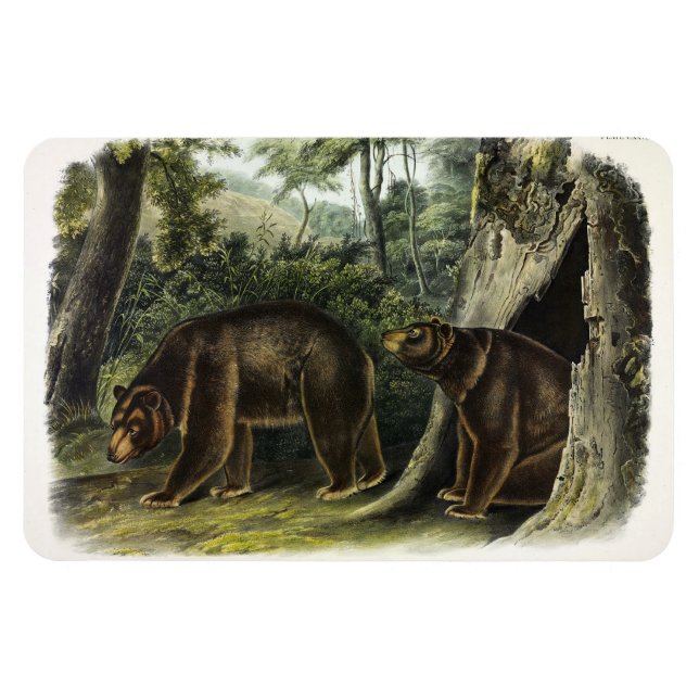 Cinnamon Bear from Audubon's Quadrupeds Magnet (Horizontal)