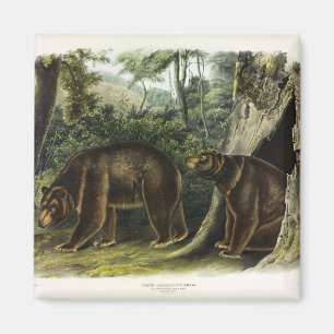 Cinnamon Bear from Audubon's Quadrupeds Magnet