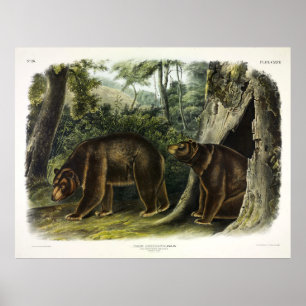 Cinnamon Bear from Audubon's Quadrupeds Poster