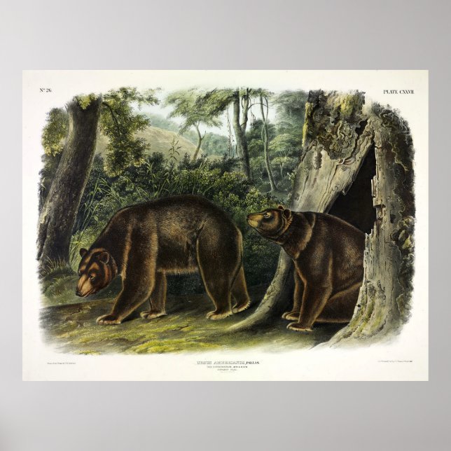 Cinnamon Bear from Audubon's Quadrupeds Poster (Front)