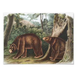 Cinnamon Bear (Ursus Americanus var. Cinnamonum) Photo Print
