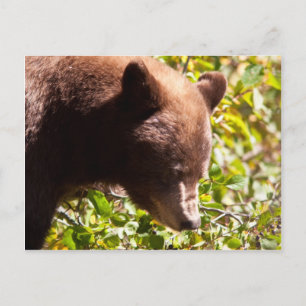 Cinnamon Black Bear Postcard