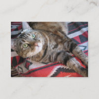 cinnamon cat aceo atc