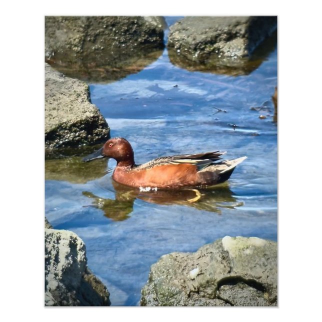 Cinnamon Teal Photo Print (Front)