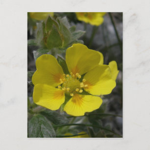 Cinquefoil Blossom, Unalaska Island Postcard