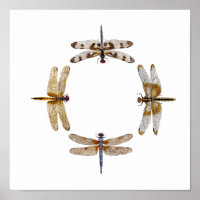 Circle Of Dragonflies Poster II