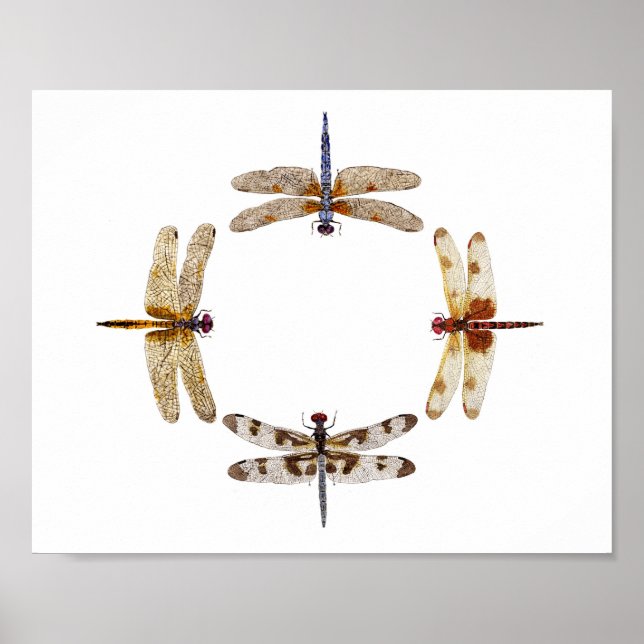 Circle of Dragonflies Poster III (Front)